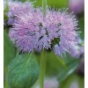 Buy Rare Seeds Mentha pulegium | English Pennyroyal | 100_Seeds