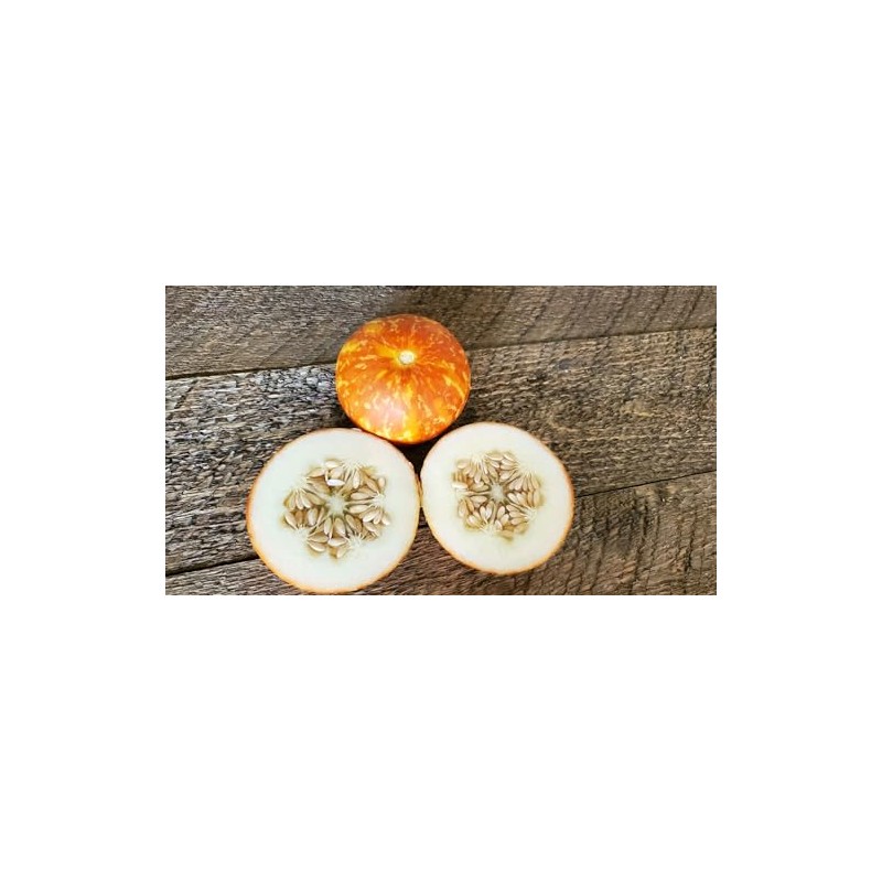 Tigger Melon 30 Seed Pack Pocket Melon, Cucmis Melon, Tigris