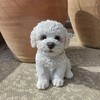 Vivid Arts Pet Pals Bichon Frise Puppy PP-BCHN-F