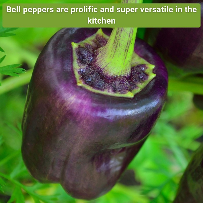 Sow Right Seeds Sow Right Seeds - Sweet Bell Pepper