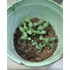 Cantaloupe Melon Garden Seeds -2 Packets @ 50 Seeds Total