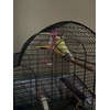 2 Bird Cage Hanging Mirrored Small Swing Perch Toys Parakeet