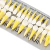 1:1 Scale Permanent Tooth Model 32pcs Dual Colors Permanent Resin