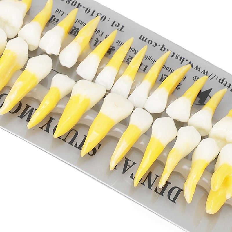 1:1 Scale Permanent Tooth Model 32pcs Dual Colors Permanent Resin