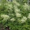 Outsidepride Dioicus Aruncus Flower Seeds - 50 Pcs Perennial Hardy,