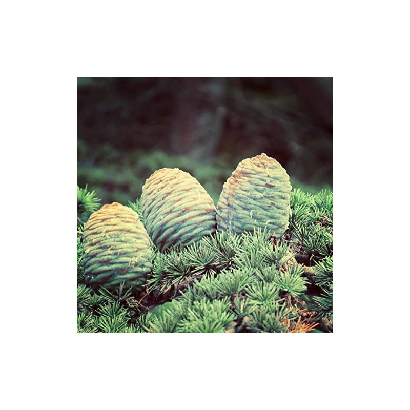 Naissance Cedarwood (Atlas) Essential Oil (No. 187) 50ml - Pure,