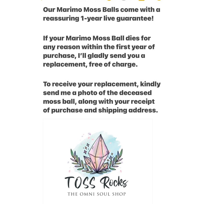 Toss Rocks Marimo Moss Ball Terrarium Kit