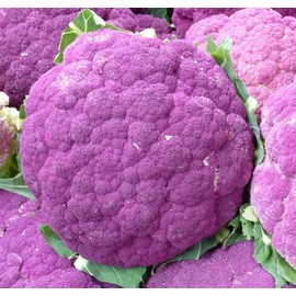 Cauliflower Seeds- Sicilian Violet- Heirloom Variety- 200+ Seeds