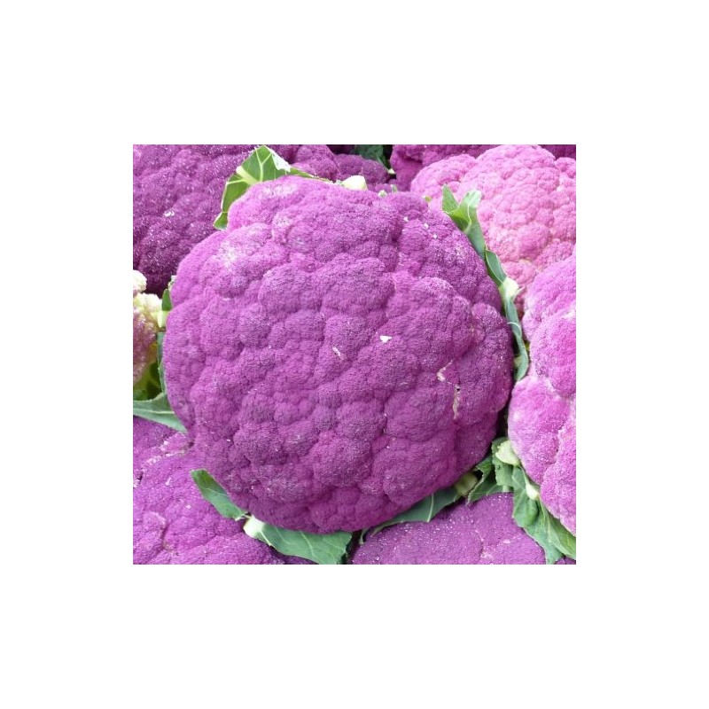 Cauliflower Seeds- Sicilian Violet- Heirloom Variety- 200+ Seeds