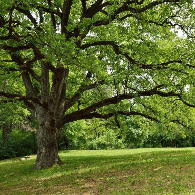 Southern Live Oak Tree | Quercus Virginiana | 10 Live
