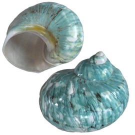 iao.v.p 2pcs Hermit Crab Shells, XL Size Opening 1.73", Natural Sea Conch, Turbo Seashells for Hermit Crab Supplies and Beach Decoration Large Sea Shell (2pcs Green, XL)