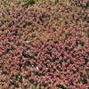 Outsidepride Red Rubra Antennaria Ground Cover Seeds - 1000 Pcs