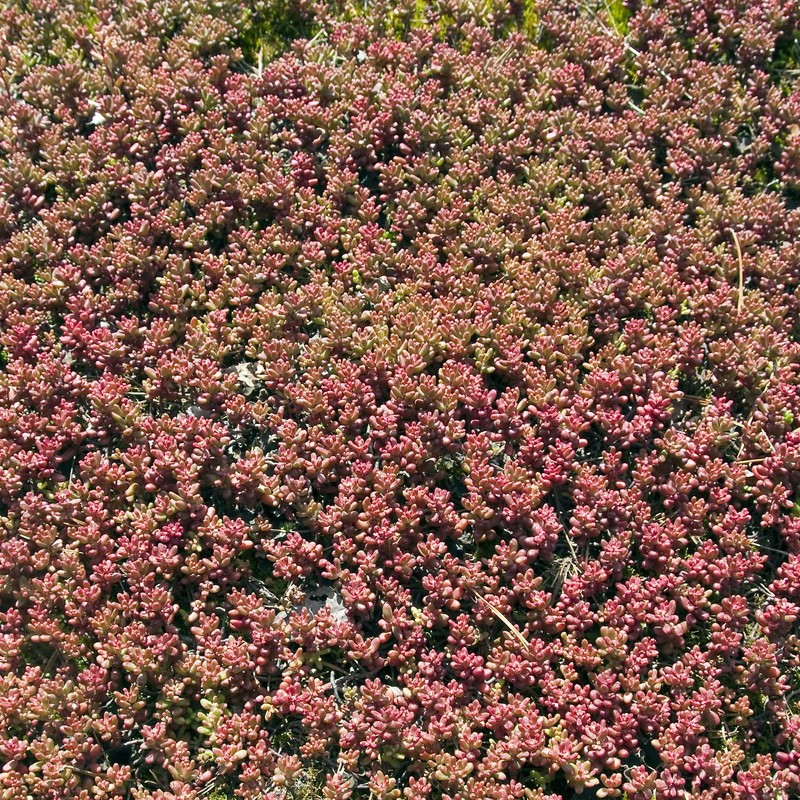Outsidepride Red Rubra Antennaria Ground Cover Seeds - 1000 Pcs