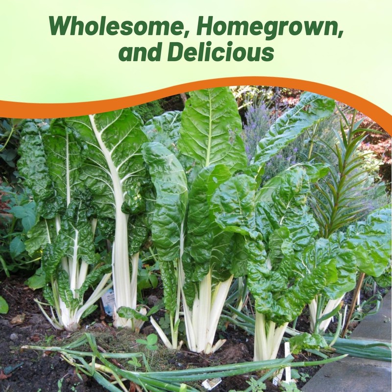 Outsidepride Green Swiss Chard Seeds for Planting Vegetables & Microgreens