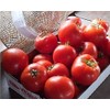 Mountain Merit Tomato Seed