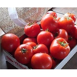 Mountain Merit Tomato Seed