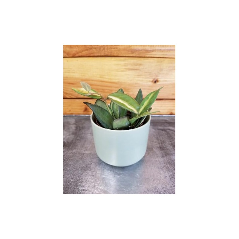 Hoya DS 70 Variegated, 2" Plant