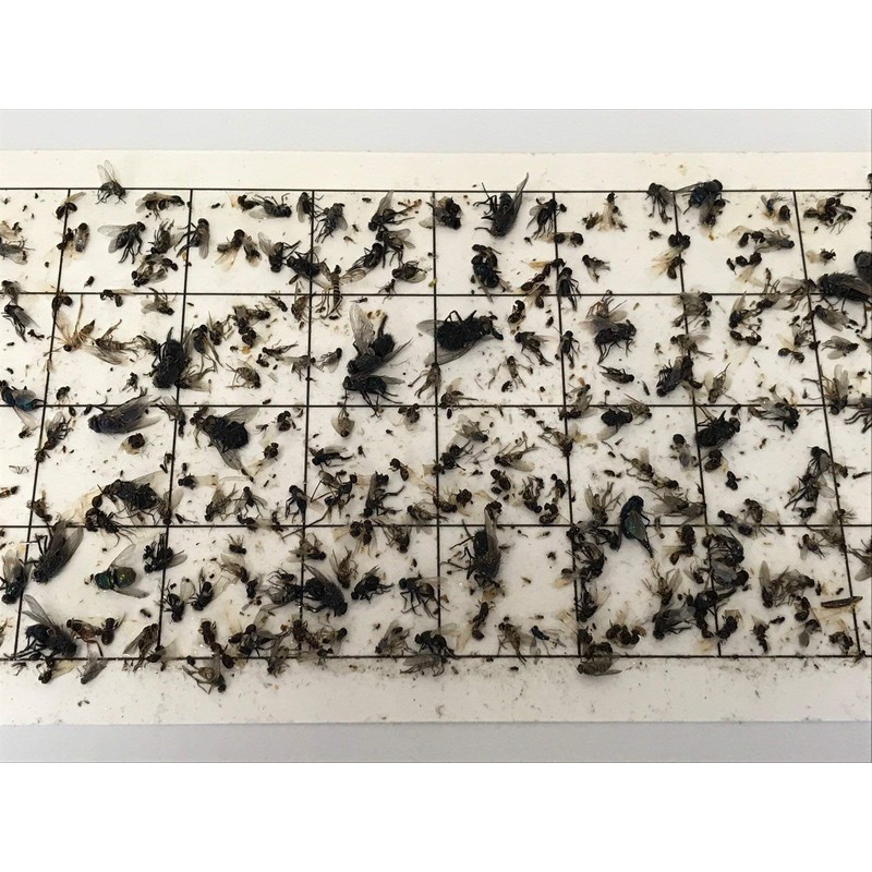 Olson Products Inc. 5"x 22" 24 Pack, Fly Light, Insect