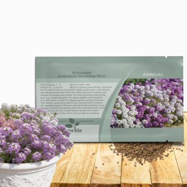 Outsidepride Mixed Alyssum Seeds - 2000 Pcs Annual, Drought-Tolerant & Pollinator-Friendly Ground Cover Seeds w/Fragrant Honey Blooms for Low-Growing Xeriscaping & Outdoor Planting