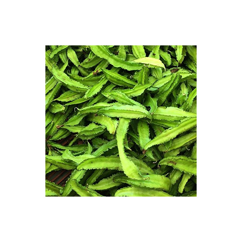 Palm Beach Medicinal Herbs - Asian Winged Bean (Psophocarpus tetragonolobus)