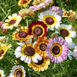 250 + Painted Daisy Seeds/ Mixed Colors/ Perennial/ Butterflies/ Pollinators