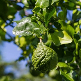 CHUXAY GARDEN Kaffir Lime Seed 55 Seeds Edible Citrus Hystrix Fruit Fragrant Seasoning Culinary Plants Great Ornamental Features