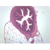 EISCO Fallopian Tube, Cross Section - Prepared Microscope Slide -