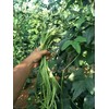 VAACNEE 30+ Yard Long Bean Seeds Asian Vegetable Long Bean