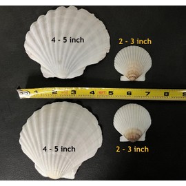 Scallop Shells for Cooking, Baking or Crafts, 2 inch to 5 inch, Natural Seashell (4 inch - 5 inch, 25)