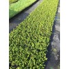 Creeping Fig Vine - Ficus Pumila - 20 Live Fully