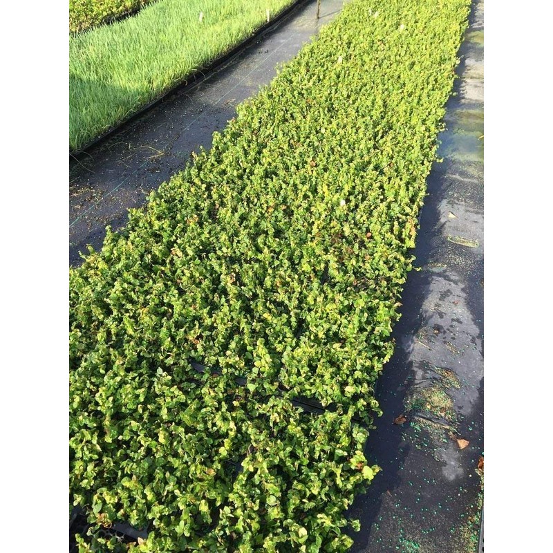 Creeping Fig Vine - Ficus Pumila - 20 Live Fully
