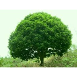 55 Camphor Tree Seeds Cinnamomum camphora camphorwood Camphor Laurel