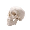Mini Skull Model - Small Size Human Medical Anatomical Adult