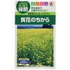 Takii Seedlings Green Manure Mustard (White Mustard) Yellow Flower