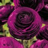 Purple Persian Buttercup 10 Bulbs 6/7cm - Ranunculus Telecote -