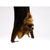 Hanging Diadem Leaf-Nosed Bat (1235-20)