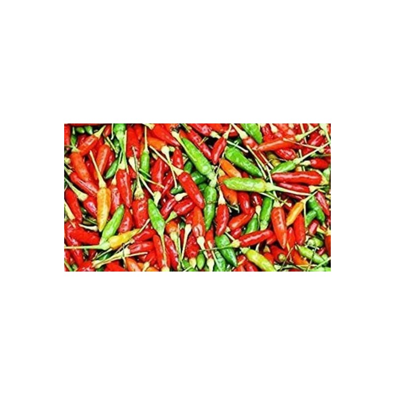 Bird's Eye Chili Pepper 25+ Seeds (Very Hot) Siling Labuyo