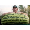 Burpee 25 RARE HUGE Carolina Cross #183 Watermelon Seeds HEIRLOOM