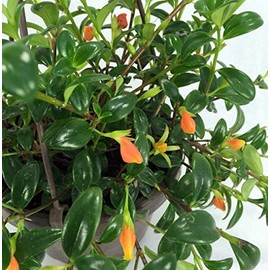 Premium Goldfish Plant - 6" Hanging Basket - Blooms Frequently!