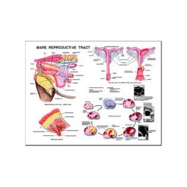 Equine Mare Reproductive System Anatomy Chart