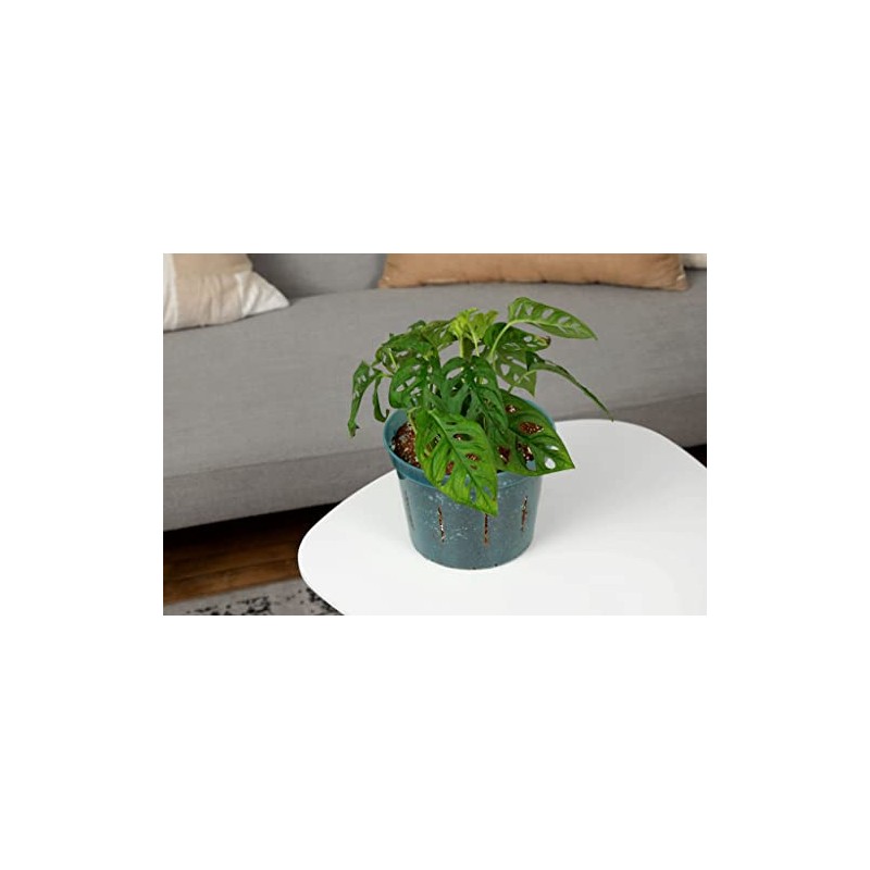 rePotme 10 inch Slotted Clear Pots - 3 Pack (Blue