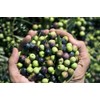 Frank and Sal Premium Extra Virgin Olive Oil Product of