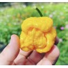 Superhot Seeds 50+ Random SUPERHOT Pepper Seeds. Over 20 Different