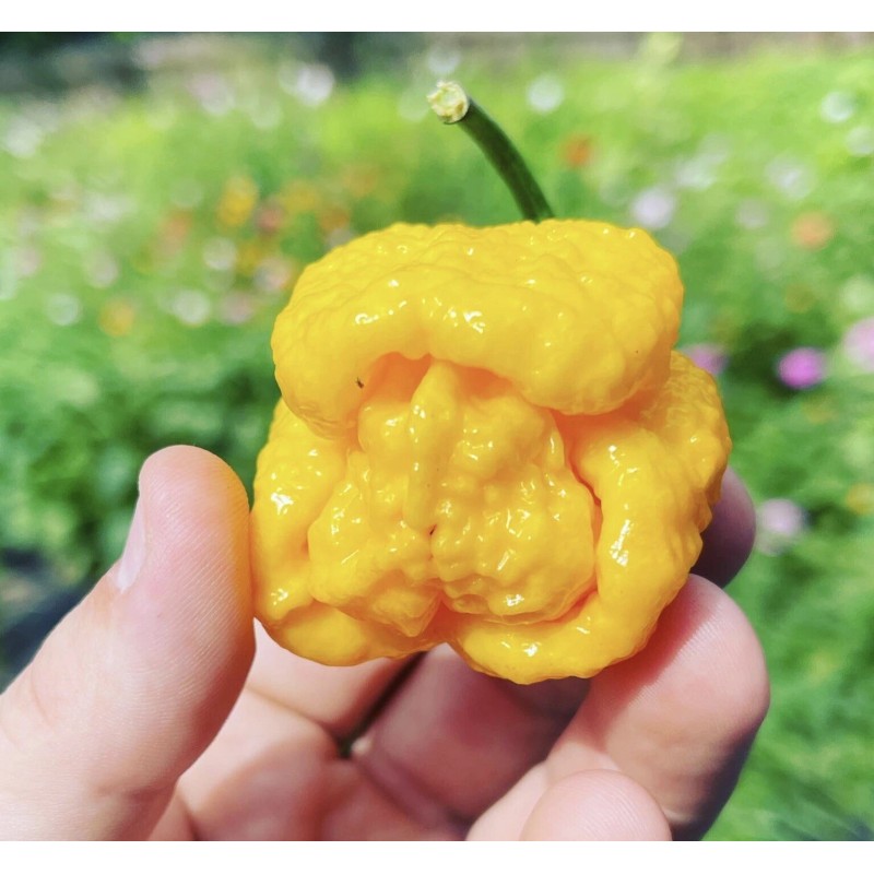 Superhot Seeds 50+ Random SUPERHOT Pepper Seeds. Over 20 Different