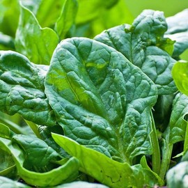 KIRA SEEDS - Seeds Four Season Spinach - Heirloom Vegetable - GMO Free