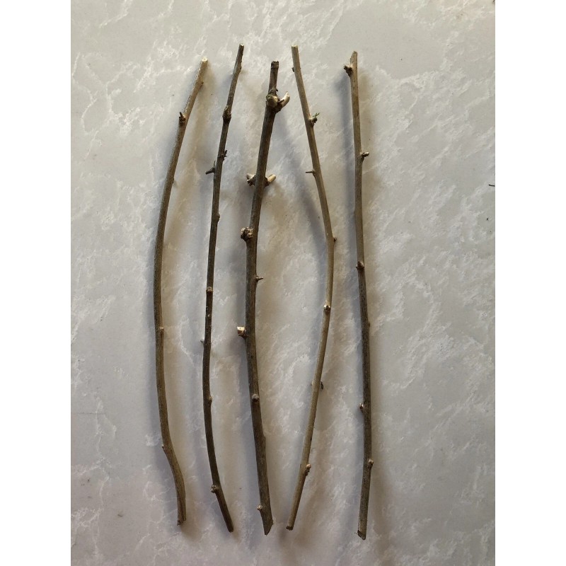Goji Berry 5 Goji Berry Plant Cutting 6” Each Stick