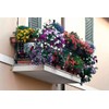 Seeds4planting - Seeds Indoor Special Flower Balcony Mix Annual Flowers