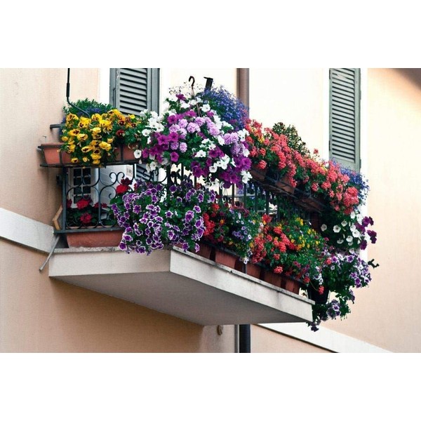 Seeds4planting - Seeds Indoor Special Flower Balcony Mix Annual Flowers