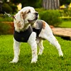 Calming Vest: Anxiety and Stress Relief for Dogs - Dog