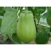 HeirloomSupplySuccess 15 Heirloom Applegreen Aubergine Eggplant Seeds